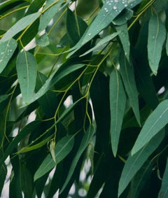 Eukalyptus