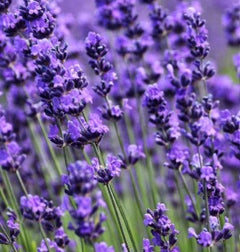 Lavendel