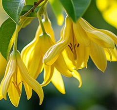 Ylang Ylang